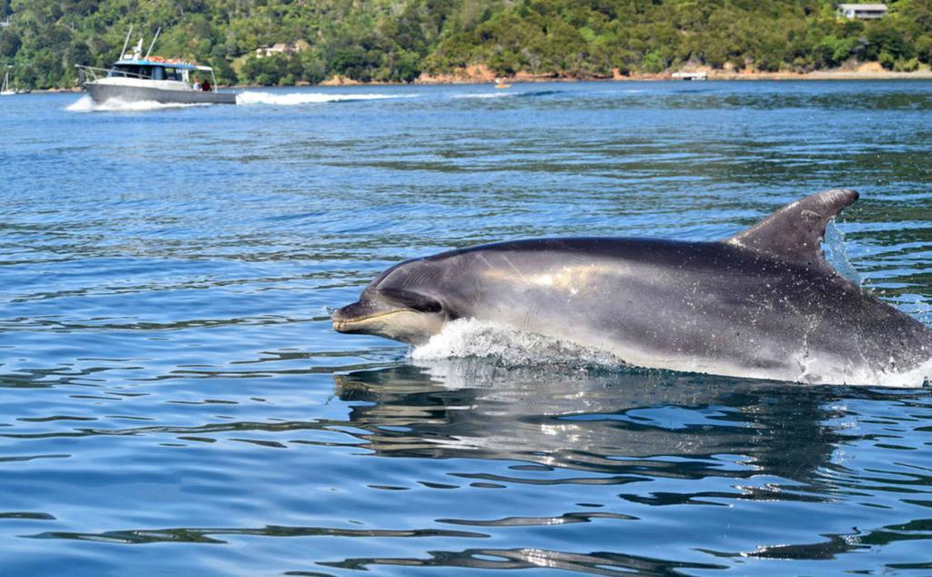 Lochmara Lodge - 20Mins By Boat From Picton Lochmara Bay Bagian luar foto